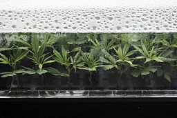 Die Keimlinge wachsen unter speziellen Bedingungen Die Keimlinge wachsen unter speziellen Bedingungen