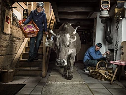 Während Christina und Florian Cescatti mit dem Haushalt beschäftigt sind, nimmt sich Kuh Greina gwundrig der Hauserkundung an Während Christina und Florian Cescatti mit dem Haushalt beschäftigt sind, nimmt sich Kuh Greina gwundrig der Hauserkundung an