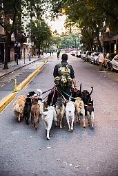 Jetzt bloss nichts verheddern! Hundeausführer Gabriel im noblen Viertel Palermo im Zentrum von Buenos Aires Jetzt bloss nichts verheddern! Hundeausführer Gabriel im noblen Viertel Palermo im Zentrum von Buenos Aires