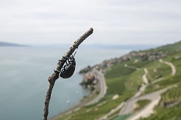 Chexbres, 16 août 2019, Invasion de coléoptères le long des murs en pierre de Lavaux. ©Florian Cella Chexbres, 16 août 2019, Invasion de coléoptères le long des murs en pierre de Lavaux. ©Florian Cella