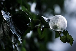A frozen ice bubble on leaves, photographed at a temperature of minus 5 degrees, in Villarlod, Switzerland, Tuesday, February 5, 2019. (KEYSTONE/Adrien Perritaz)
