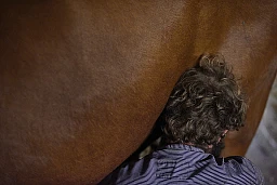 Amour vaches Amour vaches