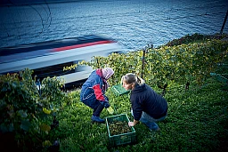 Domaine de l'abeille le 16 octobre 2019, Vendangeuses Moldaves sur le domaine de la ville de Lausanne