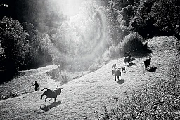 Montagnier, octobre 2019. Milou met le turbo en voyant son veau partir avec le reste du troupeau. La descente vers l’écurie se prépare pour l’hiver même si l’automne est doux. © Olivier Vogelsang