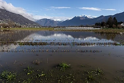 Locarnese: maltempo, forti pioggie e campi allagati sul piano di Magadino. Agricoltura