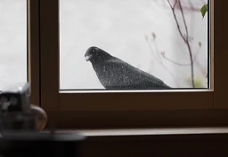 Corona-Alltag zu Hause.