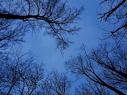 Blaue Stunden, geniessen wir sie unter den Baumkronen. Blaue Stunden, geniessen wir sie unter den Baumkronen.