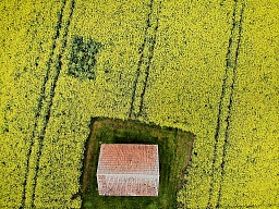 Schopf in einem Rapsfeld bei Ellikon an der Thur. Schopf in einem Rapsfeld bei Ellikon an der Thur.