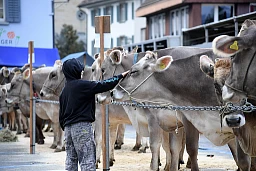 Viehschau auf dem Dorfplatz in Andelfingen
