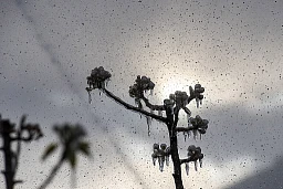 Ardon le, 7 avril 2021 : Lutte contre le Gel par aspersion d’eaux sur les arbre Fruitiers. ©Sacha Bittel/Le Nouvelliste Ardon le, 7 avril 2021 : Lutte contre le Gel par aspersion d’eaux sur les arbre Fruitiers. ©Sacha Bittel/Le Nouvelliste