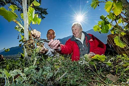 Initiateur de la Vigne à Farinet, Pascal Thurre en sera le vendangeur. Ici avec Pierre-Antoine Crettenand , vigneron Initiateur de la Vigne à Farinet, Pascal Thurre en sera le vendangeur. Ici avec Pierre-Antoine Crettenand , vigneron