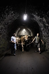 Alpaufzug, aufgenommen am Samstag, 19. Juni 2021, beim Stausee Gigerwald im Calfeisental bei Vaettis. Das Calfeisental liegt im aeussersten Sueden des Kantons St. Gallen. Es wurde zu Beginn des 14. Jahrhunderts von Walsern besiedelt und gehoert zum UNESCO-Welterbe der Tektonikarena Sardona. (KEYSTONE/Gian Ehrenzeller) Alpaufzug, aufgenommen am Samstag, 19. Juni 2021, beim Stausee Gigerwald im Calfeisental bei Vaettis. Das Calfeisental liegt im aeussersten Sueden des Kantons St. Gallen. Es wurde zu Beginn des 14. Jahrhunderts von Walsern besiedelt und gehoert zum UNESCO-Welterbe der Tektonikarena Sardona. (KEYSTONE/Gian Ehrenzeller)