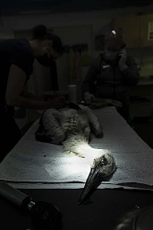 Verletzter Jungstorch aus Grossaffoltern, der in der Wildtierstation Utzenstorf aufgepaeppelt wird am 29. Juni 2021 in Utzenstorf. Foto: Nicole Philipp/Tamedia AG Verletzter Jungstorch aus Grossaffoltern, der in der Wildtierstation Utzenstorf aufgepaeppelt wird am 29. Juni 2021 in Utzenstorf. Foto: Nicole Philipp/Tamedia AG