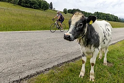 Spectatrice Spectatrice