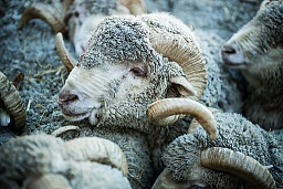 Merino Schafe werden auf einem Bauernhof in Saint Imier geschoren. Merino Schafe werden auf einem Bauernhof in Saint Imier geschoren.