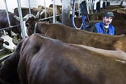 17/01/2022 - France / Manigod - Alexandre Paccard s'occupe de ses 37 vaches dont le lait servira à fabriquer du reblochon fermier. Matthieu Zellweger / HAYTHAM PICTURES 17/01/2022 - France / Manigod - Alexandre Paccard s'occupe de ses 37 vaches dont le lait servira à fabriquer du reblochon fermier. Matthieu Zellweger / HAYTHAM PICTURES