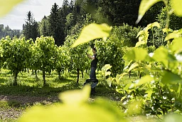 Daniel Spengeler sammelt täglich fast 100 Kilo Maulbeerblätter, um die 25.000 Seidenraupen in seiner Produktion zu füttern. Die Maulbeerbäume befinden sich in Hiltikon. Zwischen Wiesen und dem Waldrand, weit weg von intensiv genutzten landwirtschaftlichen Flächen, denn die Raupen vertragen keine Pflanzenschutzmittel auf ihren Futterpflanzen. Fotografiert am 16. Juni 2022 in Menznau. Photo Gaetan Bally Daniel Spengeler sammelt täglich fast 100 Kilo Maulbeerblätter, um die 25.000 Seidenraupen in seiner Produktion zu füttern. Die Maulbeerbäume befinden sich in Hiltikon. Zwischen Wiesen und dem Waldrand, weit weg von intensiv genutzten landwirtschaftlichen Flächen, denn die Raupen vertragen keine Pflanzenschutzmittel auf ihren Futterpflanzen. Fotografiert am 16. Juni 2022 in Menznau. Photo Gaetan Bally