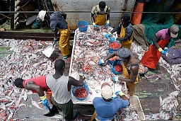 Arbeiter beim sortieren von Meerestieren, hier wurden nur Shrimps (rot) gefangen - der Rest wird tot wieder über Board geworfen. Arbeiter beim sortieren von Meerestieren, hier wurden nur Shrimps (rot) gefangen - der Rest wird tot wieder über Board geworfen.