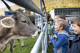 Riva San Vitale: scuole elementari, giornata nazionale della pausa latte. Nella foto un momento dell'incontro fra bambini, allievi delle scuole elementari ed il mondo rurale per scoprire da dove deriva il nostro latte. Nel recinto due mucche messe a disposizione degli scolari per creare un momento educativo. © Ti-Press / Francesca Agosta