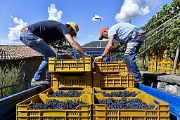 Mendrisiotto: tradizioni, vendemmia, raccolta dell'uva. Nella foto, un momento della tradizionale raccolta dell'uva nei filari dei vari vigneti di Salorino. © Ti-Press / Francesca Agosta Mendrisiotto: tradizioni, vendemmia, raccolta dell'uva. Nella foto, un momento della tradizionale raccolta dell'uva nei filari dei vari vigneti di Salorino. © Ti-Press / Francesca Agosta