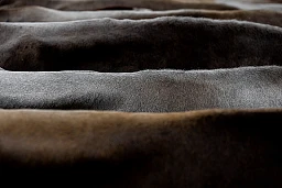 Die Kühe stehen in Reih und Glied an der Viehschau in Maur ZH.