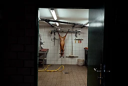 Die Rehgeiss aufgehängt im Schlachthof Die Rehgeiss aufgehängt im Schlachthof