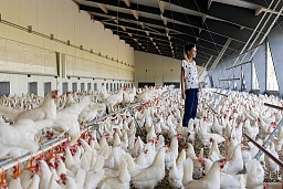 Politikerin Meret Schneider zu Besuch bei den 18’000 Legehennen von Bauer Marc Peter. Politikerin Meret Schneider zu Besuch bei den 18’000 Legehennen von Bauer Marc Peter.