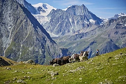 Yaktrekking im Val Hérens im Wallis. Yaktrekking im Val Hérens im Wallis.
