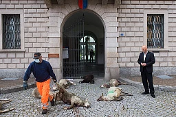 Bellinzona: lupo, manifestazione di protesta. Nella foto un momento durante la manifestazione di protesta alla quale hanno partecipato alcuni allevatori della regione scaricando alcune carcasse di pecore apparentemente sbranate dal lupo.
© Keystone - ATS / Ti-Press / Alessandro Crinari