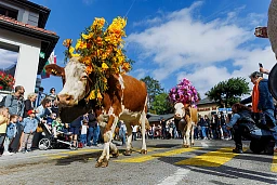 31e Désalpe à Saint-Cergue. Le troupeau de La Baronne.