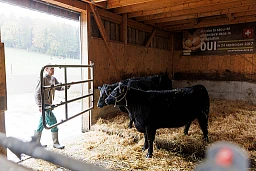 Abattage d’une vache à la ferme chez les Rüfenacht à Longirod. Jean-Marc Rüfenacht sort les vaches de l’écurie.