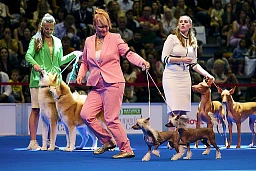 Au centre: un couple de chiens chinois à crête, une race de chiens à peau nue, trottinent en cadence sur le ring d’honneur Au centre: un couple de chiens chinois à crête, une race de chiens à peau nue, trottinent en cadence sur le ring d’honneur