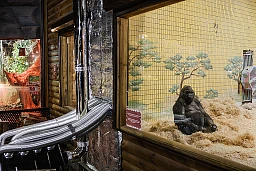 Kyiv, Ukraine, 5 janvier 2023. Tony, le gorille du zoo se réchauffe auprès du réchaud à bois installé ces dernières semaines. Pour palier aux coupures de courant, le personnel du zoo équipe les différentes cages de chauffages à bois alimenté grâce aux arbres du parc. Kyiv, Ukraine, 5 janvier 2023. Tony, le gorille du zoo se réchauffe auprès du réchaud à bois installé ces dernières semaines. Pour palier aux coupures de courant, le personnel du zoo équipe les différentes cages de chauffages à bois alimenté grâce aux arbres du parc.