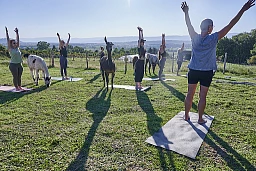 Die Alpakas machen auf ihre Art mit - sie helfen, ganz im Moment anzukommen. Foto: FN / Charles Ellena, Fräschels, 14.07.2023 Die Alpakas machen auf ihre Art mit - sie helfen, ganz im Moment anzukommen. Foto: FN / Charles Ellena, Fräschels, 14.07.2023