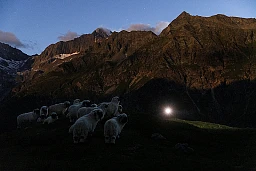 Die Freiwillige vom Verein OPPAL, Heloise Barras, laeuft den Zaun ab mit einer Taschenlampe um 22:47 Uhr in der Vollmondnacht, waehrend der Reportage ueber den Herdenschutz, auf der Alpe Pontimia, in Zwischbergen, Wallis, am Montag, 3. Juli 2023.