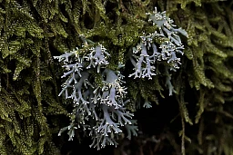 Christoph Scheidegger implantierte vor 32 Jahren eine hierzulande seltene Flechtenart, der Schwarze Kugelträger an diesen Baumstamm im Gurnigelgebiet, am 31.10.2023 in Riggisberg. Foto: Christian Pfander / Tamedia AG Christoph Scheidegger implantierte vor 32 Jahren eine hierzulande seltene Flechtenart, der Schwarze Kugelträger an diesen Baumstamm im Gurnigelgebiet, am 31.10.2023 in Riggisberg. Foto: Christian Pfander / Tamedia AG