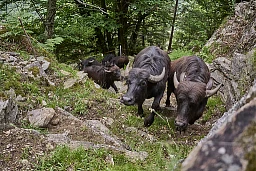 Die erste Hälfte des Aufstiegs ist geschafft. Man sieht den Wasserbüffel die Anstrengung an.