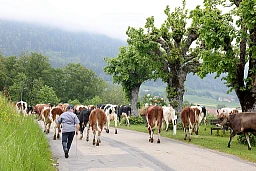 Mutrux, 20 mai 2023. Ferme du Clos Cornu, Poya. © Michel Duperrex Mutrux, 20 mai 2023. Ferme du Clos Cornu, Poya. © Michel Duperrex