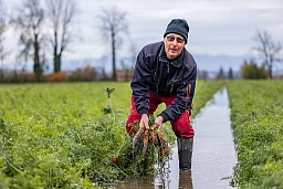 Hansueli Brandt mit seinen Unterwasserrüebli Hansueli Brandt mit seinen Unterwasserrüebli