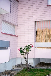 Rosa Haus an der Tulpenstrasse Rosa Haus an der Tulpenstrasse