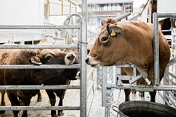 Kuh Fixi verabschiedet sich von der Herde Kuh Fixi verabschiedet sich von der Herde