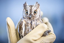Amber Gooijer of the Birds of Prey Station holds a scops owl, which is recovering from a traumatic brain injury following an accident, during a check-up at the Birds of Prey Station, on Friday, May 31, 2024 in Berg am Irchel, northern Switzerland. The scops owl measures just under 15 centimeters in height and weighs 95 grams. Scops owls are the second smallest owl species in Switzerland and are very rare. It is estimated that there are only around 30 to 40 pairs in Switzerland. At the PanEco Foundation's Greifvogelstation, a bird of prey station in Berg am Irchel, Switzerland wild birds such as kestrels, tawny owls, buzzards and owls are treated and cared for, currently around 40 birds.
