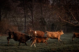 Die Kühe und Rinder des Birsmattenhof in Therwil werden nach wenigen Tagen im Stall auf die Weide gelassen. Die Tiere rennen aufs Feld, sind ausser sich vor Freude, geraten in einen regelrechten Rausch. Sie rennen und galoppieren vom einen Ende des Feldes zum anderen und wieder zurück, sie suchen die gegenseitige Nähe, es gibt Berührungen auf verschiedenste Weise. Manchmal sieht es kämpferisch aus, es ist aber nie im SInne eines Kampfes, sondern eher im SInne eines Zusammenhalts der Herde. Zwischendurch gibt es Pausen, die Tiere verschnaufen. Der durch die Bewegung entstandene Atem ist im Gegenlicht gut sichtbar. Nach etwa 10 Minuten werden die Tiere ruhig. Aufgenommen am 23. November 2023 in Therwil BL. Die Kühe und Rinder des Birsmattenhof in Therwil werden nach wenigen Tagen im Stall auf die Weide gelassen. Die Tiere rennen aufs Feld, sind ausser sich vor Freude, geraten in einen regelrechten Rausch. Sie rennen und galoppieren vom einen Ende des Feldes zum anderen und wieder zurück, sie suchen die gegenseitige Nähe, es gibt Berührungen auf verschiedenste Weise. Manchmal sieht es kämpferisch aus, es ist aber nie im SInne eines Kampfes, sondern eher im SInne eines Zusammenhalts der Herde. Zwischendurch gibt es Pausen, die Tiere verschnaufen. Der durch die Bewegung entstandene Atem ist im Gegenlicht gut sichtbar. Nach etwa 10 Minuten werden die Tiere ruhig. Aufgenommen am 23. November 2023 in Therwil BL.
