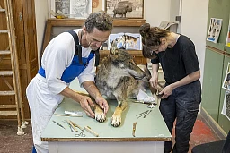 Lausanne, le 24 juillet 2024, André Keiser et Céline Mouillé, taxidermistes au Palais Rumine, préparent le loup qui a été abattu dans le jura. ©Florian Cella/24H Lausanne, le 24 juillet 2024, André Keiser et Céline Mouillé, taxidermistes au Palais Rumine, préparent le loup qui a été abattu dans le jura. ©Florian Cella/24H