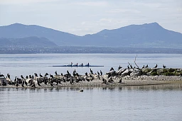 Préverenges, le 05 avril 2024, Tous les quatre ans, le niveau du lac baisse à son plus bas niveau. La plage et l'île aux oiseaux sont à marée basse, ce qui fait le bonheur des promeneurs. ©Florian Cella/24H