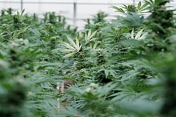 In Ried wird Cannabis gezüchtet, gepflanzt, geerntet, getrocknet, verarbeitet, extrahiert, veredelt und verkauft.