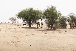Near Arda village, a group of dromedaries feeds on the leaves of a tree that casts its much-needed shade. Near Arda village, a group of dromedaries feeds on the leaves of a tree that casts its much-needed shade.