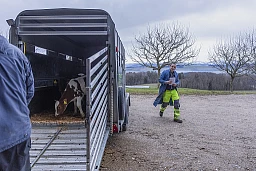 Villars-le-Comte , le 30 janvier 2025. Une journée avec Sébastien Delay (transports d'animaux et urgence). Après avoir récolter des petits veaux chez les paysans de la région, il les amène au marchand de bétails qui les pèse avant de les redistribuer aux engraisseurs. (Odile Meylan/Tamedia) Villars-le-Comte , le 30 janvier 2025. Une journée avec Sébastien Delay (transports d'animaux et urgence). Après avoir récolter des petits veaux chez les paysans de la région, il les amène au marchand de bétails qui les pèse avant de les redistribuer aux engraisseurs. (Odile Meylan/Tamedia)